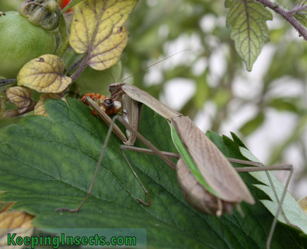 wild-chinese-mantis