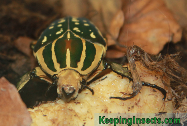 Chelorrhina polyphemus