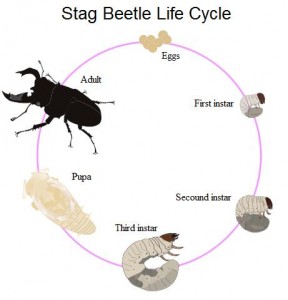 beetlelifecycle