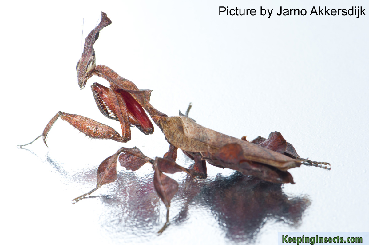 adult-female-ghost-mantis